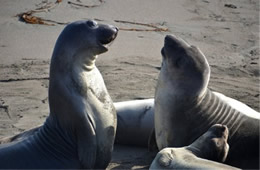 Northern Elephant Seal - Mirounga angustirostris