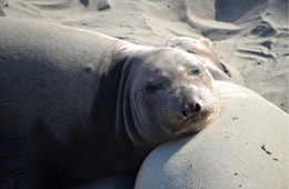 Northern Elephant Seal - Mirounga angustirostris