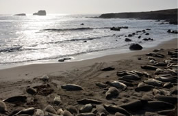 Northern Elephant Seal - Mirounga angustirostris