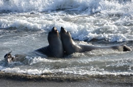 Northern Elephant Seal - Mirounga angustirostris