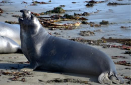 Northern Elephant Seal - Mirounga angustirostris