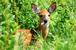 Odocoileus virginianus - White-tailed Deer Fawn