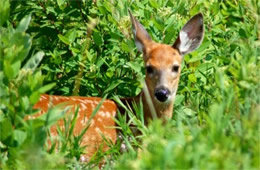 Odocoileus virginianus - White-tailed Deer Fawn