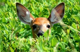 Odocoileus virginianus - White-tailed Deer Fawn