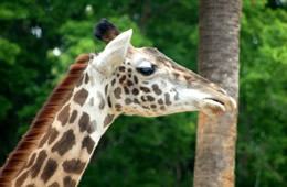 giraffe