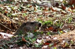 Marmota monax - Ground Hog