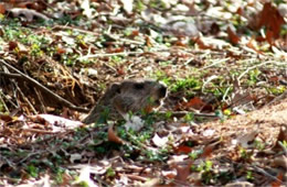 Marmota monax - Ground Hog