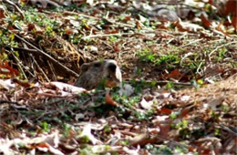 Marmota monax - Ground Hog