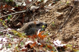 Marmota monax - Ground Hog