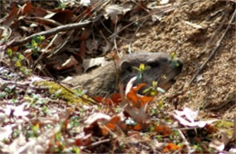 Marmota monax - Ground Hog