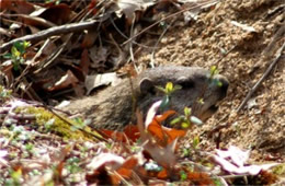 Marmota monax - Ground Hog