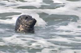 Harbor Seal - Phoca vitulina