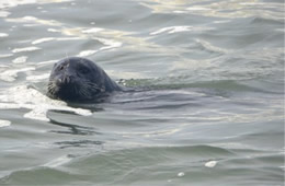 Harbor Seal - Phoca vitulina