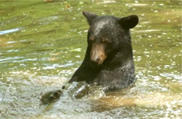 Maymont Bear