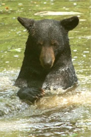 Maymont Bear