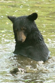 Maymont Bear