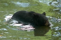 Maymont Bear