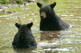 Maymont Bears