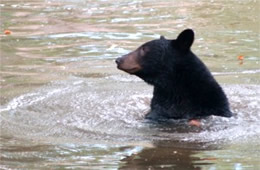 Maymont Bear