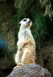 meerkat