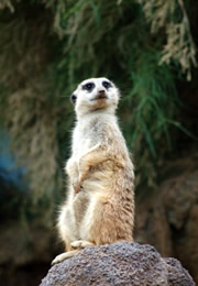 meerkat