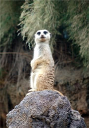 meerkat