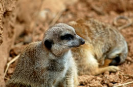 meerkats