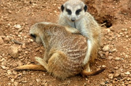 meerkats