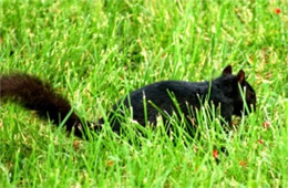 Sciurus carolinensis - Melanistic Eastern Gray Squirrel