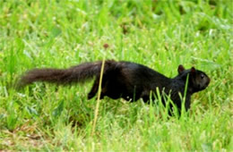 Sciurus carolinensis - Melanistic Eastern Gray Squirrel