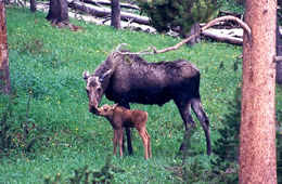 moose and calf