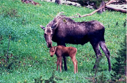 moose and calf