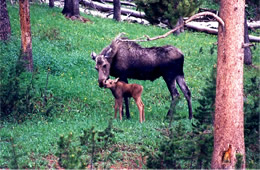 moose and calf