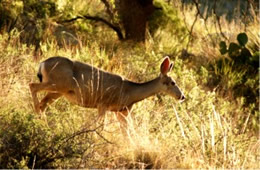 Odocoileus hemionus - Mule Deer