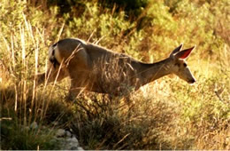 Odocoileus hemionus - Mule Deer
