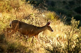 Odocoileus hemionus - Mule Deer