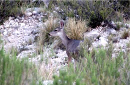 Odocoileus hemionus - Mule Deer