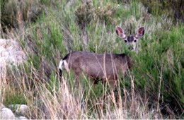 Odocoileus hemionus - Mule Deer