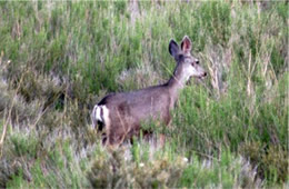 Odocoileus hemionus - Mule Deer