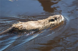 nutria swimming