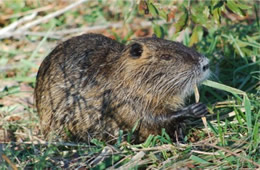 nutria eating