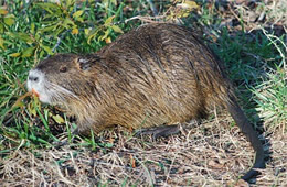 nutria