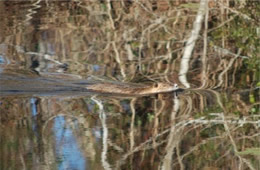 nutria swimming