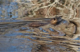 nutria swimming