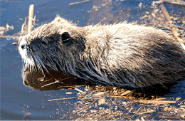 nutria