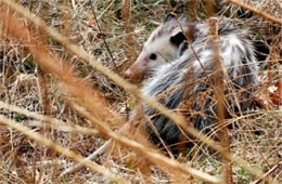 Didelphis virginiana - Virginia Opossum