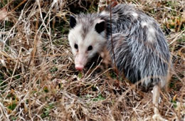 Didelphis virginiana - Virginia Opossum