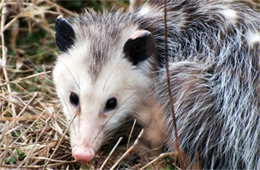 Didelphis virginiana - Virginia Opossum