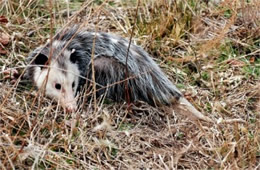 Didelphis virginiana - Virginia Opossum