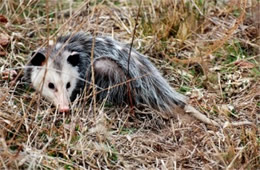 Didelphis virginiana - Virginia Opossum